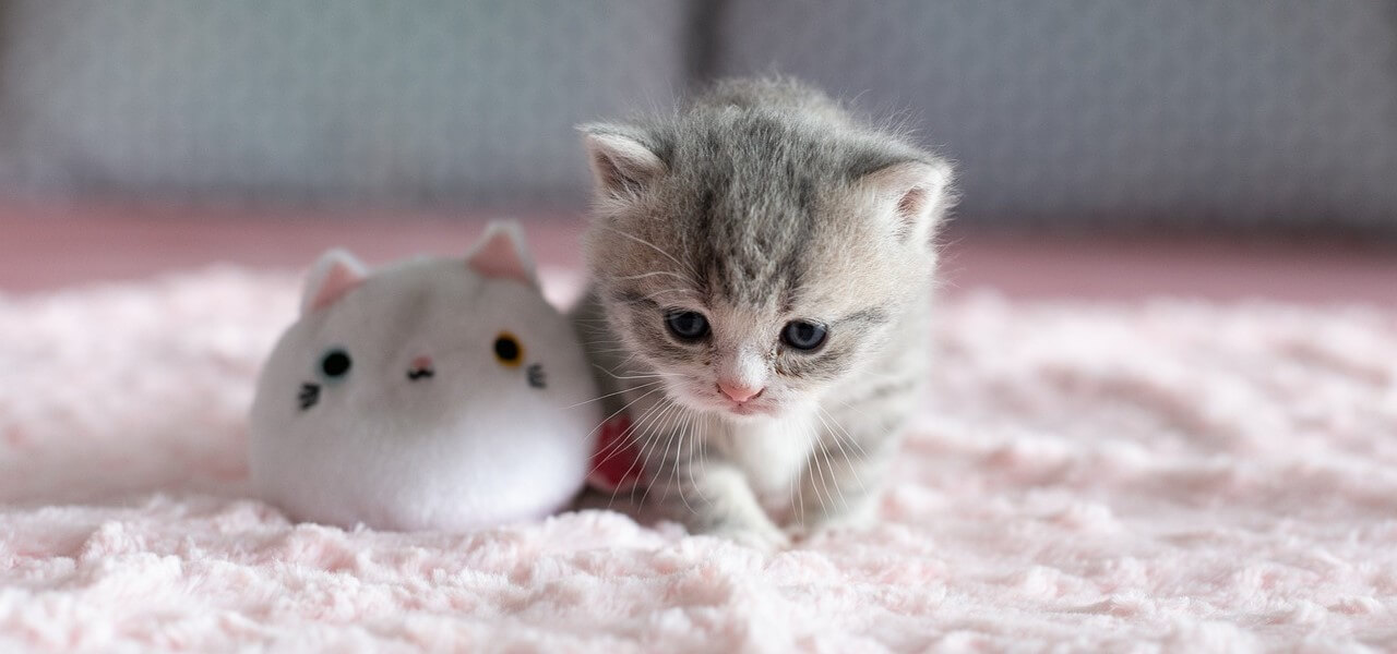 Άσπρο μικρό γατάκι με μπλε μάτια στέκεται δίπλα σε ένα μικρό αρκουδάκι πάνω σε ροζ κουβέρτα