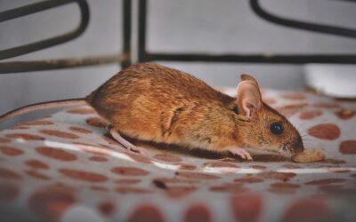 Πώς να αφαιρέσετε τη μυρωδιά από νεκρά ποντίκια